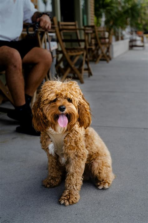 Mini Cavoodle Guide: Size, Price, Temperament, Lifespan etc.