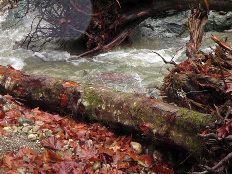 Stillaguamish Tribe sponsors salmon habitat restoration on Cherokee ...