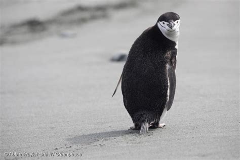 Chinstrap Penguins On Elephant Island - Greenpeace USA