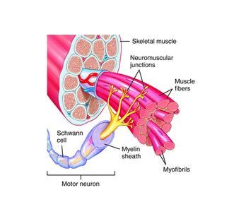File:Anatomical diagram of the motor unit.jpg - Wikipedia