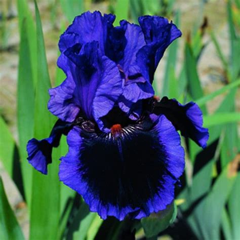 Deep blue iris (=) … | Pinteres…