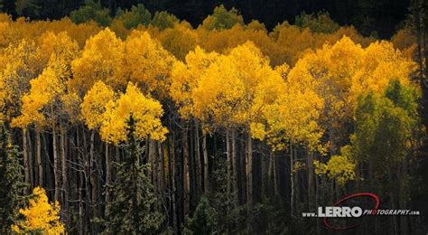 Colorado Fall Foliage & Ghost Towns 2021