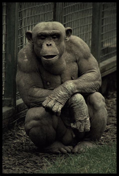Chimpanzee | One of the apes at Twycross Zoo. He suffers fro… | Flickr