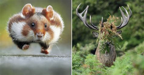 Hilarious winners of The Comedy Wildlife Photography Awards - CBS News