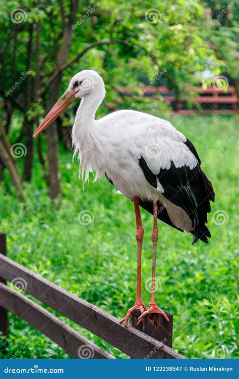 Beautiful Stork Stands on a Fence Stock Image - Image of home, background: 122238547