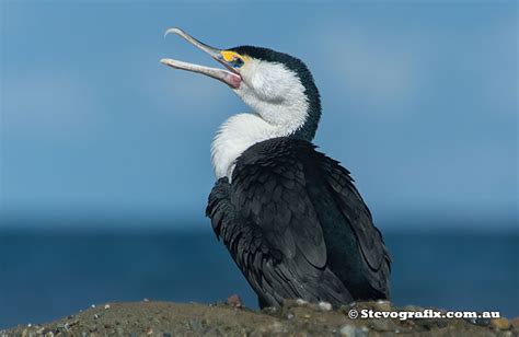 Pied Cormorant - Phalacrocorax varius - Stevografix