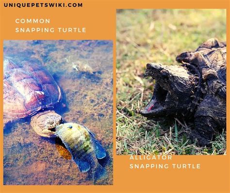 Common Snapping Turtle Vs Alligator Snapping Turtle As Pets Full Comparison