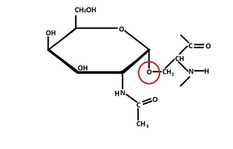 What are Glycoproteins? Importance, Where are they found?