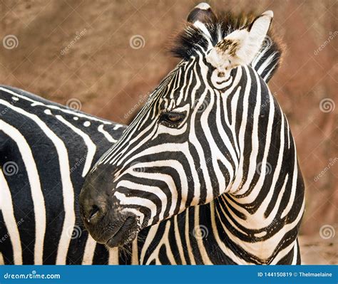 Closeup of a Grant`s Zebra at the Zoo Stock Image - Image of white ...