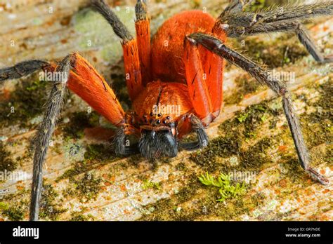 Giant Crab Spider, Amazon Rainforest, Ecuador Stock Photo: 117569802 - Alamy