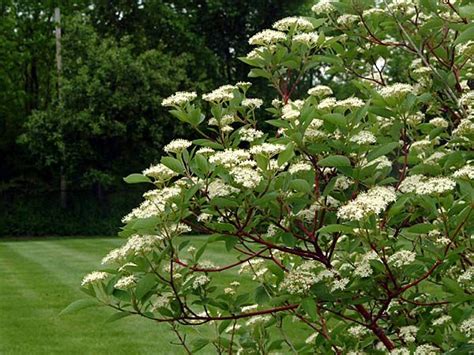 COR ALL--Alleman's Compact Dogwood (Cornus sericea 'Alleman's Compact')--Red Twig Dogwood ...