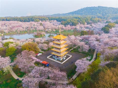 Spring Scenery of East Lake Cherry Blossom Garden in Wuhan, Hubei ...