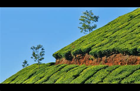 Tourist Attraction India: Munnar : Tea Garden