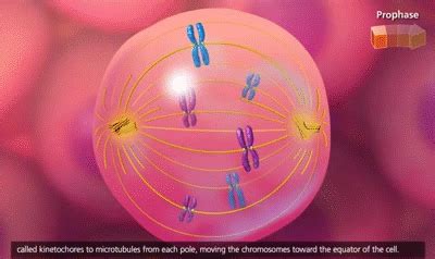 Metaphase - Mitosis on Make a GIF