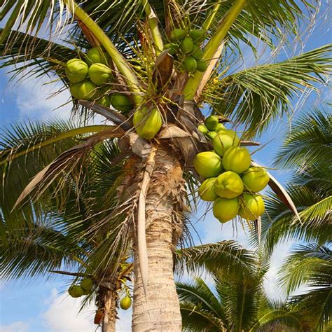 Coconut Palm Trees for Sale – FastGrowingTrees.com