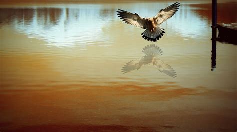 Brown and black eagle painting, photography, birds, photo manipulation, water HD wallpaper ...