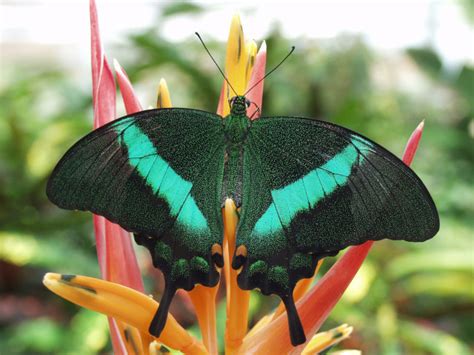 Papilio palinurus in the Christina Reiman Butterfly Wing at Reiman Gardens - Photostream - Iowa ...