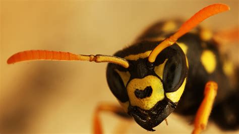 This Wasp Can Recognize Faces. Others Aren’t So Lucky. | NOVA | PBS