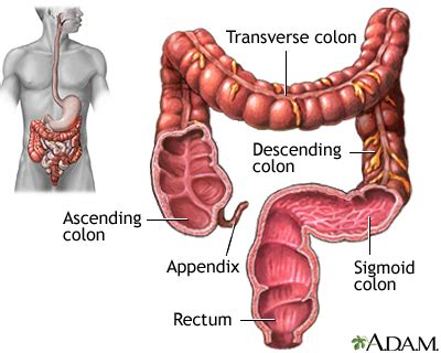 Human Large Intestine