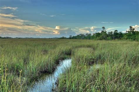 Climate Change Alters What's Possible in Restoring Florida's Everglades | Saving Earth ...