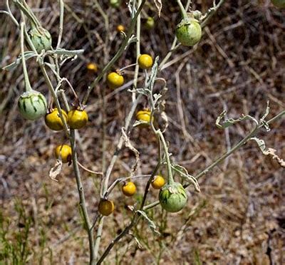 Solanum elaeagnifolium | Horse nettle | Charles W. Kane | Applied ...