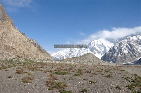 Batura Glacier Trek - Book Now - 2024-25 | Apricot Tours