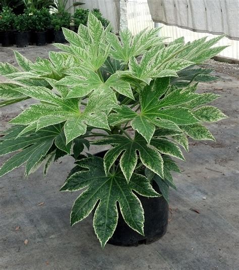 Variegated Japanese Aralia Fatsia 'Spiders Web' - Plants4Home