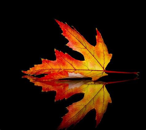 Autumn Leaf, HD wallpaper | Peakpx