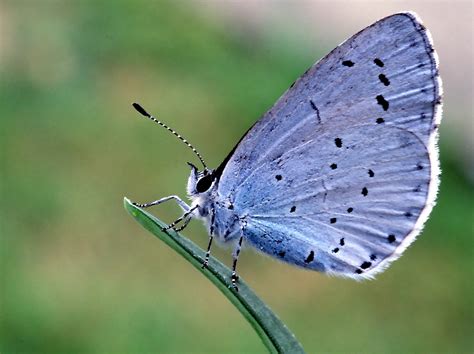 Holly Blue Butterfly: katy C.: Galleries: Digital Photography Review ...