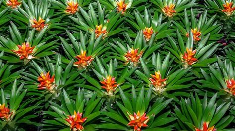 Growing Bromeliads - Flowers Across Melbourne