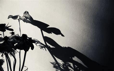 7 Artists on Using Strong Shadows in Photography