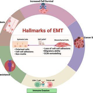 Hallmarks of EMT. EMT is characterized by several tumor-promoting ...