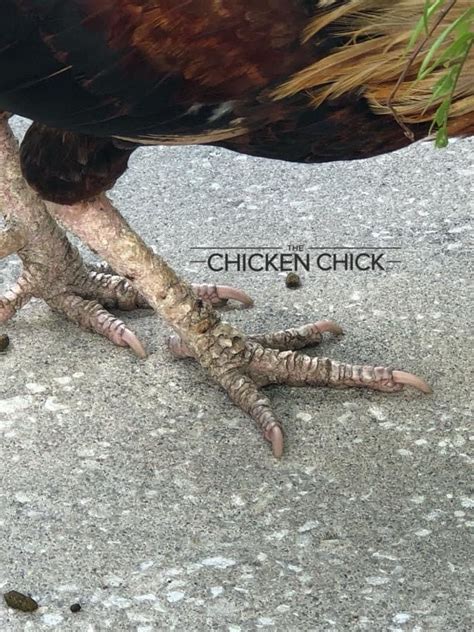 Scaly Leg Mites in Chickens, Identification & Treatment