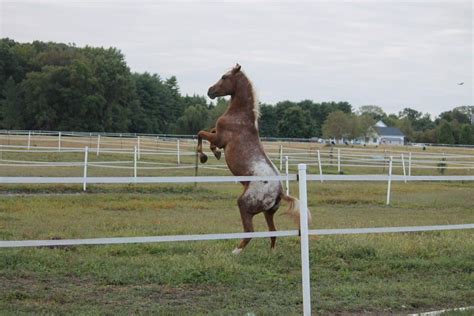 Why Your Horse Is Rearing And What To Do About It