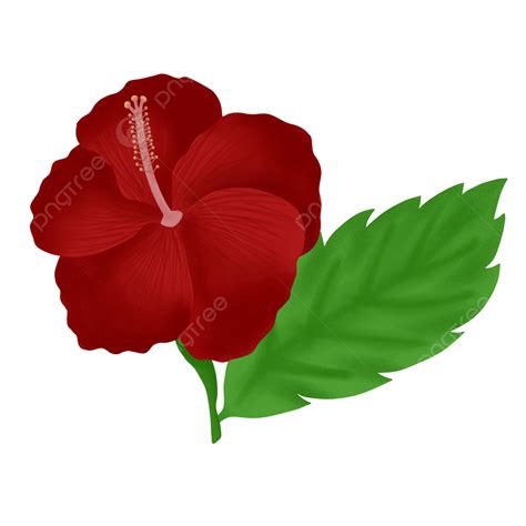 Red Hibiscus Flower Hibiscus Flower, Red Hibiscus, Hibiscus Illustration, Hibiscus PNG ...