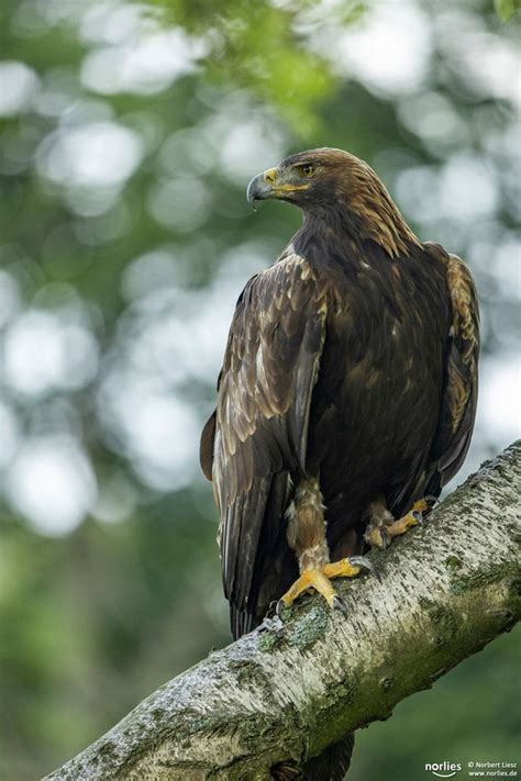 aquila chrysaetos Foto & Bild | tiere, zoo, wildpark & falknerei, vögel Bilder auf fotocommunity