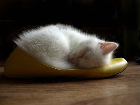 White kitten asleep in the Shoe wallpapers and images - wallpapers ...