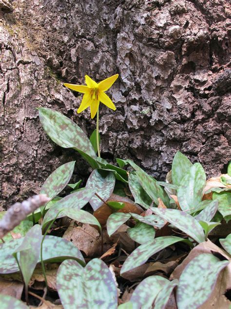 Photo #56423 | Erythronium americanum | plant lust