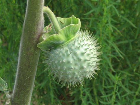 File:Datura fruit.jpg - Wikimedia Commons