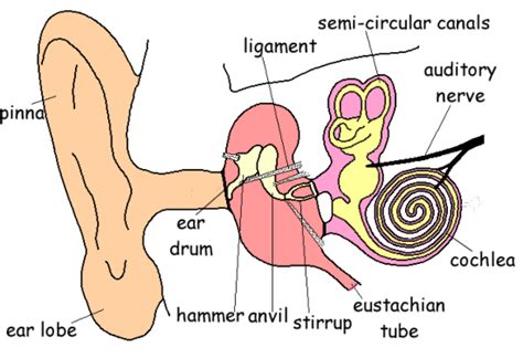 Ear Structure