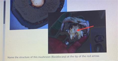 Solved Name the structure of this mushroom (Basidiocarp) at | Chegg.com