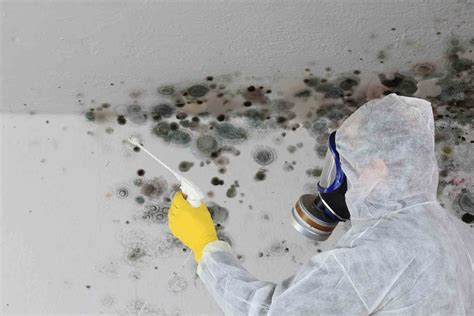 The 10 Best Mold Inspectors Near Me (with Free Quotes)