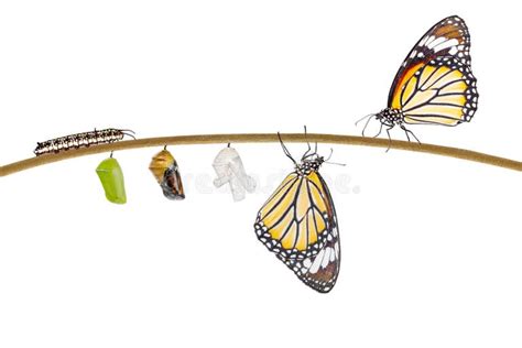 851 Butterfly Emerging Cocoon Stock Photos - Free & Royalty-Free Stock ...