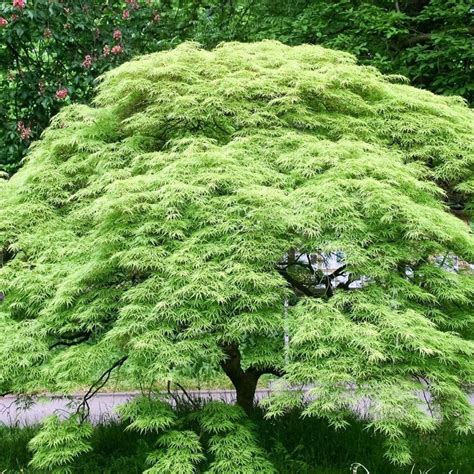 Weeping Japanese Maple — PlantingTree.com