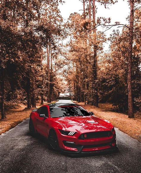 Gt350, car, forest, HD phone wallpaper | Peakpx