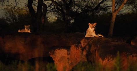 Kilimanjaro Safaris