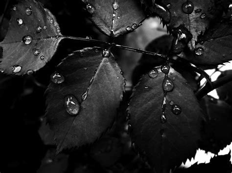 3664x3664 / leaf, raindrop wallpaper - Coolwallpapers.me!