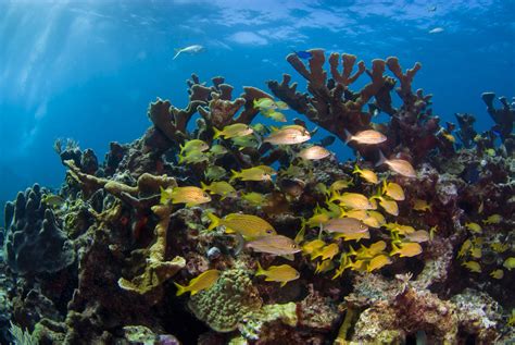 Hol Chan Marine Reserve and Shark Ray Alley | Snorkeling in Belize