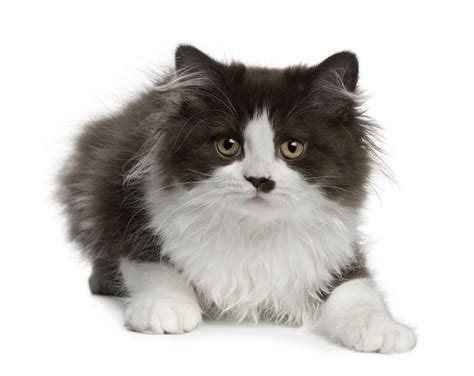 The British Longhair Cat - Cat Breeds Encyclopedia