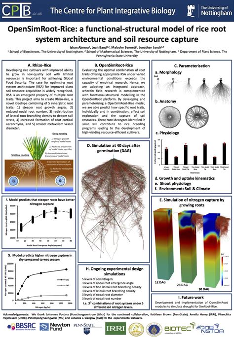 OpenSimRoot-Rice: a functional-structural model of rice root system architecture and soil ...